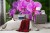 Fototapeta Kwiaty Orchidei 3D