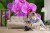 Fototapeta Kwiaty Orchidei 3D