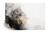 Fototapeta Marble Ink Abstract Art From Exquisite Original Painting For Abstract Background