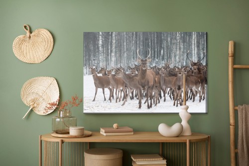 Obraz Na Płótnie Jelenie Wśród Łań