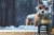 Fototapeta Red Fox In The Snow