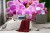 Fototapeta Bukiet Orchidei