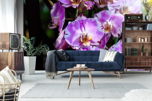 Fototapeta Piękne Orchidee