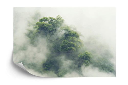 Fototapeta Tropical Forest In Japan, Nature Jungle With Green Tree And Fog, Concept Of Zin Therapy Comfortable Freedom Relaxing For Spa And Yoga, Eco Natural Sustainable Conservation