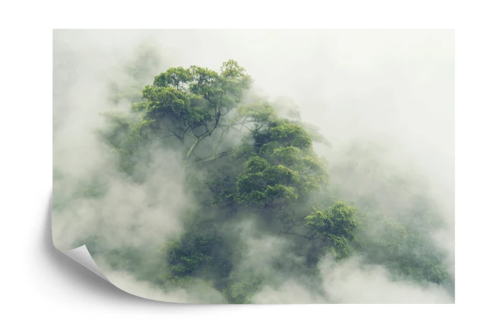 Fototapeta Tropical Forest In Japan, Nature Jungle With Green Tree And Fog, Concept Of Zin Therapy Comfortable Freedom Relaxing For Spa And Yoga, Eco Natural Sustainable Conservation