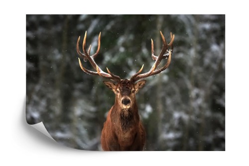 Fototapeta Jeleń W Lesie