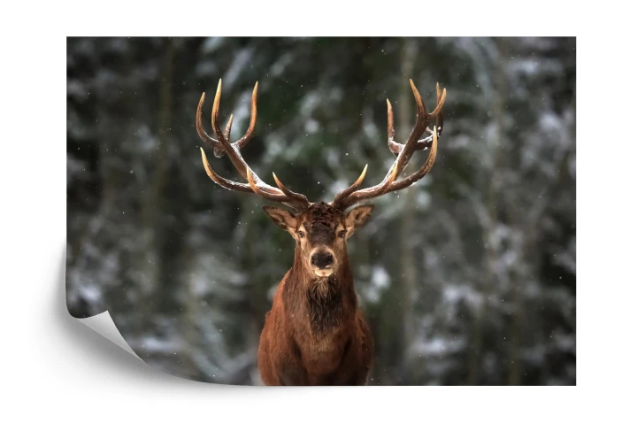 Fototapeta Jeleń W Lesie