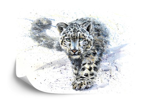 Fototapeta Lampart Śnieżny