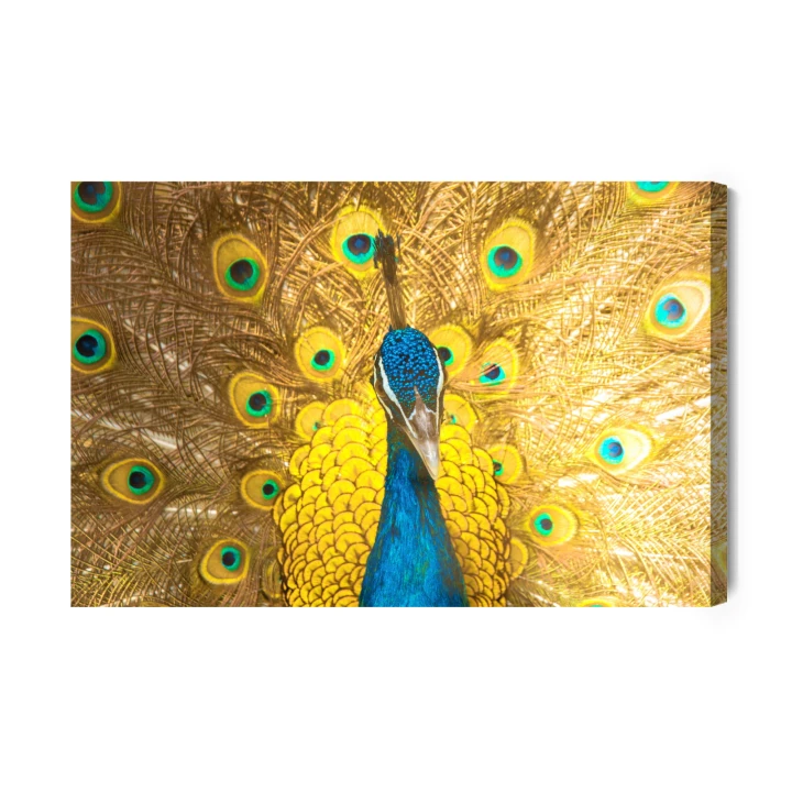 Obraz Na Płótnie Piękny Kolorowy Paw