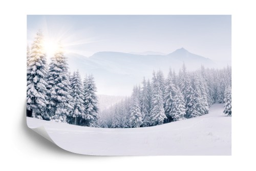 Fototapeta lasu