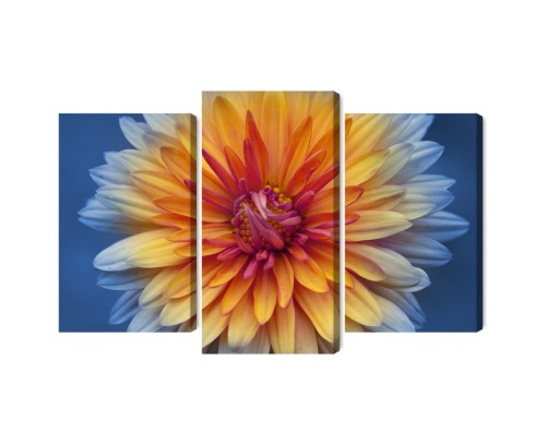 Obraz Wieloczęściowy Kwiat Chryzantemy Z Bliska 3D