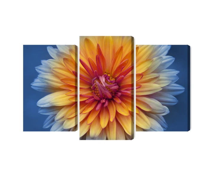 Obraz Wieloczęściowy Kwiat Chryzantemy Z Bliska 3D