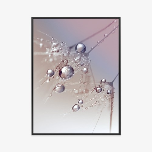 Plakat Rosa Na Różowym Dmuchawcu