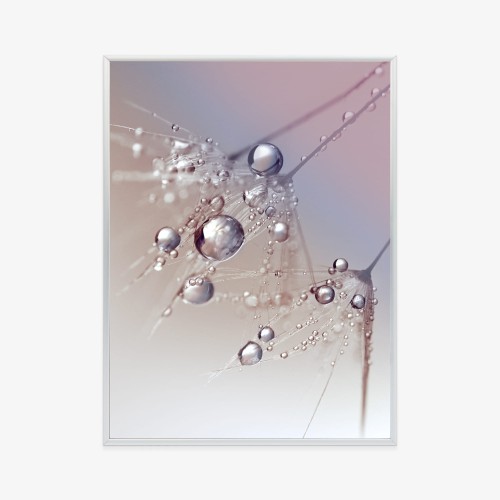 Plakat Rosa Na Różowym Dmuchawcu