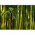 Fototapeta - Eukaliptusowy zaułek - bambusowy lasek w soczystym odcieniu zieleni