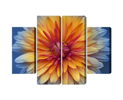 Obraz Wieloczęściowy Kwiat Chryzantemy Z Bliska 3D