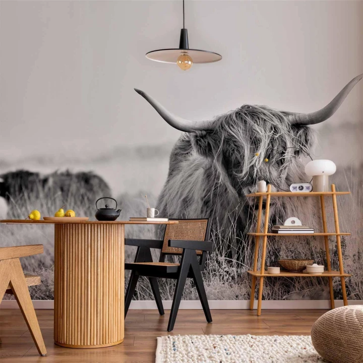 Fototapeta - Szkocka rasa wyżynna