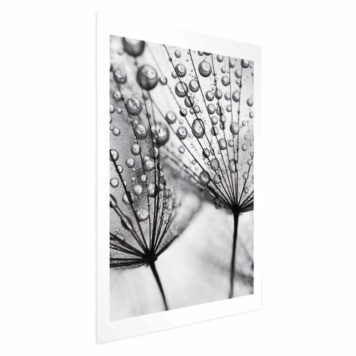 Plakat - Rosa w skali makro