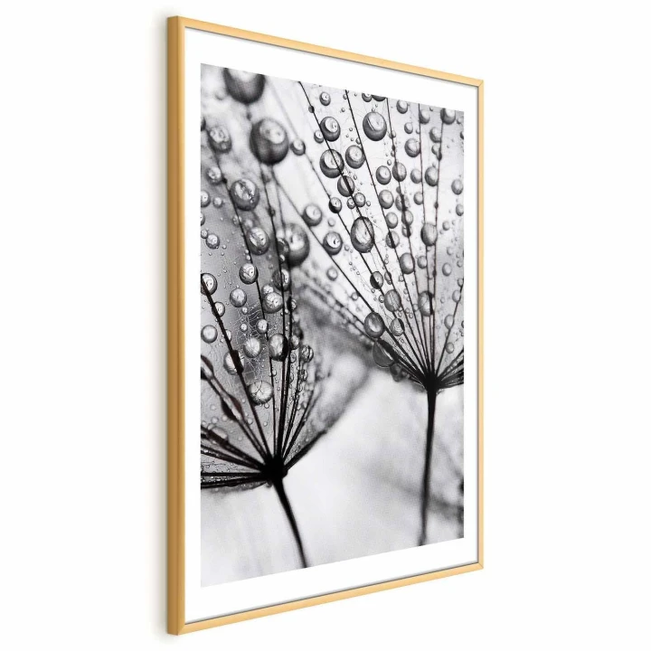 Plakat - Rosa w skali makro