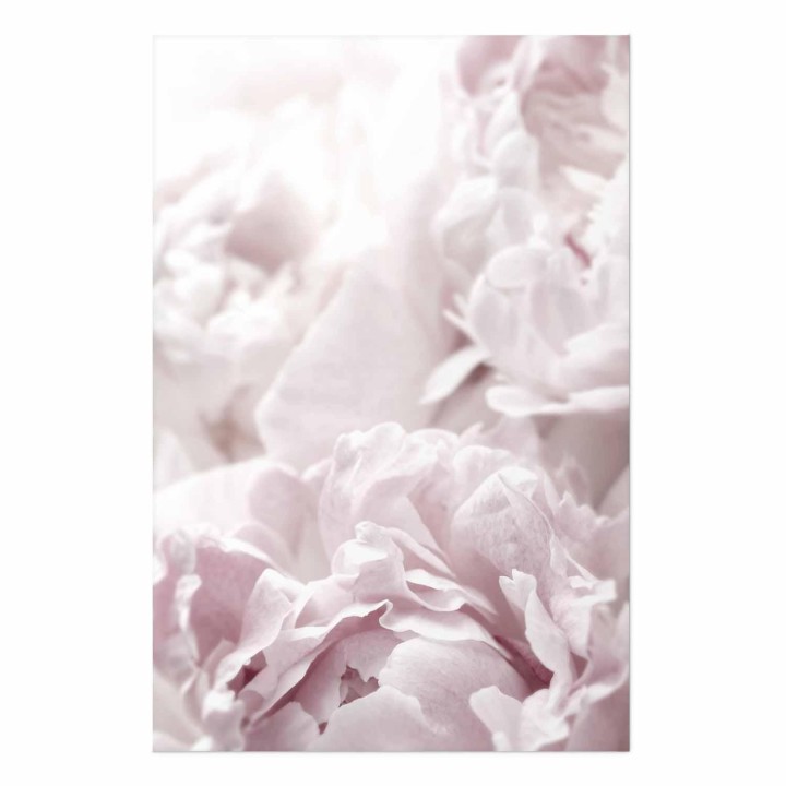 Plakat - Puszyste peonie
