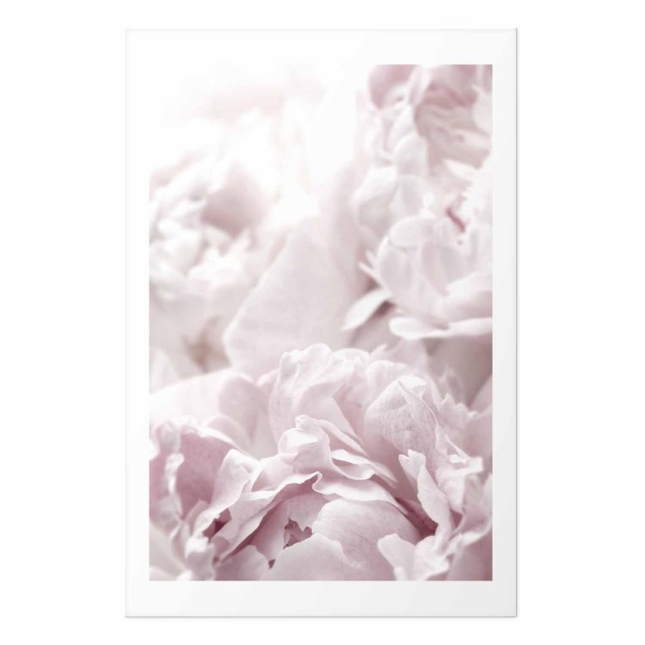 Plakat - Puszyste peonie