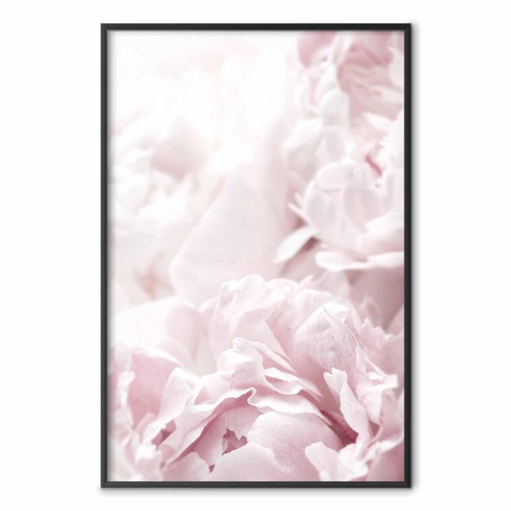 Plakat - Puszyste peonie