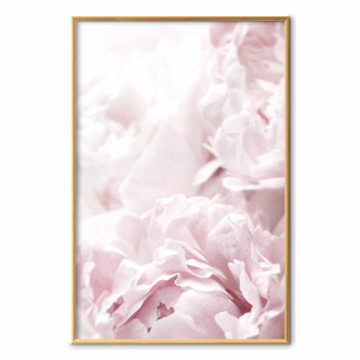 Plakat - Puszyste peonie