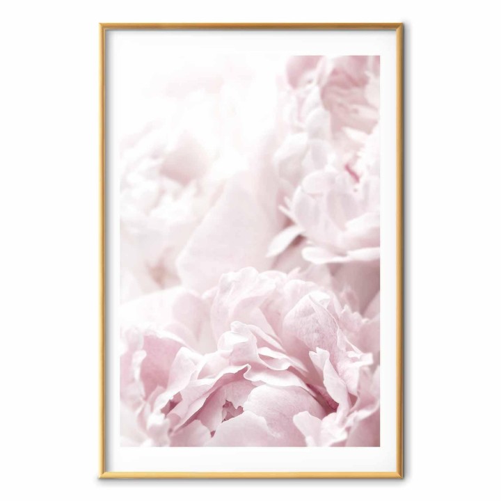 Plakat - Puszyste peonie