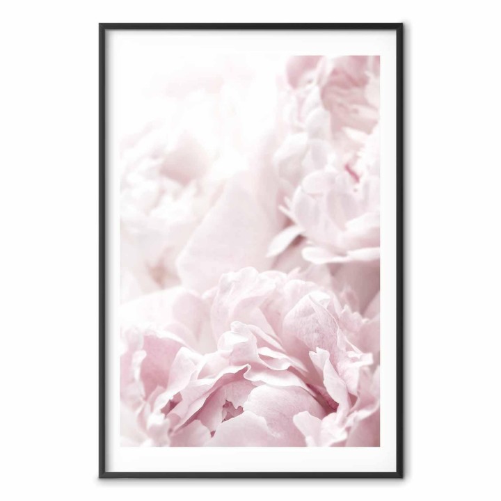 Plakat - Puszyste peonie
