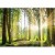 Fototapeta - Leśne opowieści