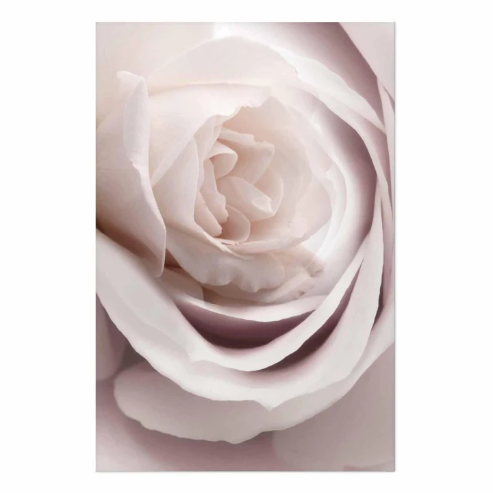 Plakat - Porcelanowa róża
