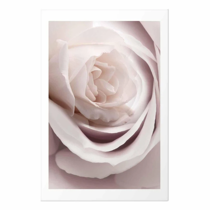 Plakat - Porcelanowa róża