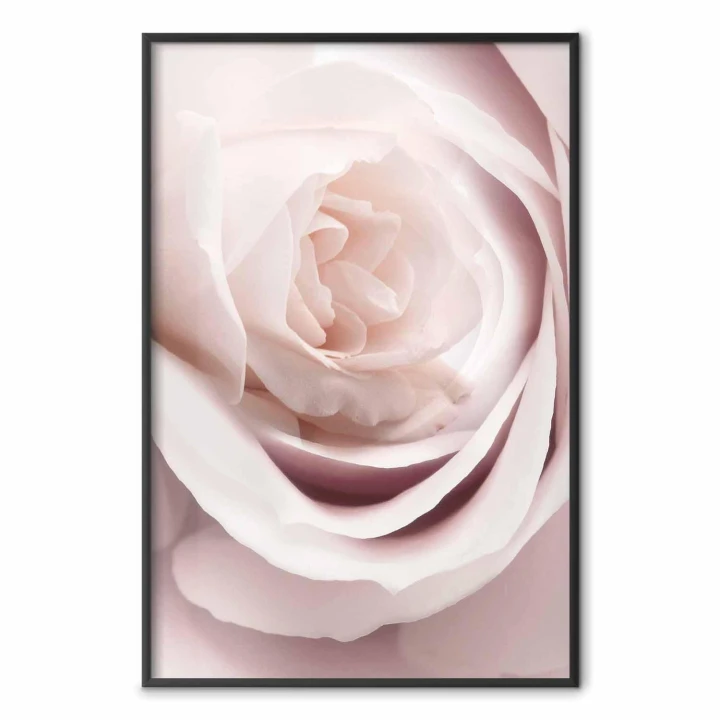 Plakat - Porcelanowa róża