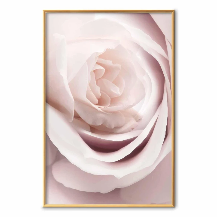 Plakat - Porcelanowa róża