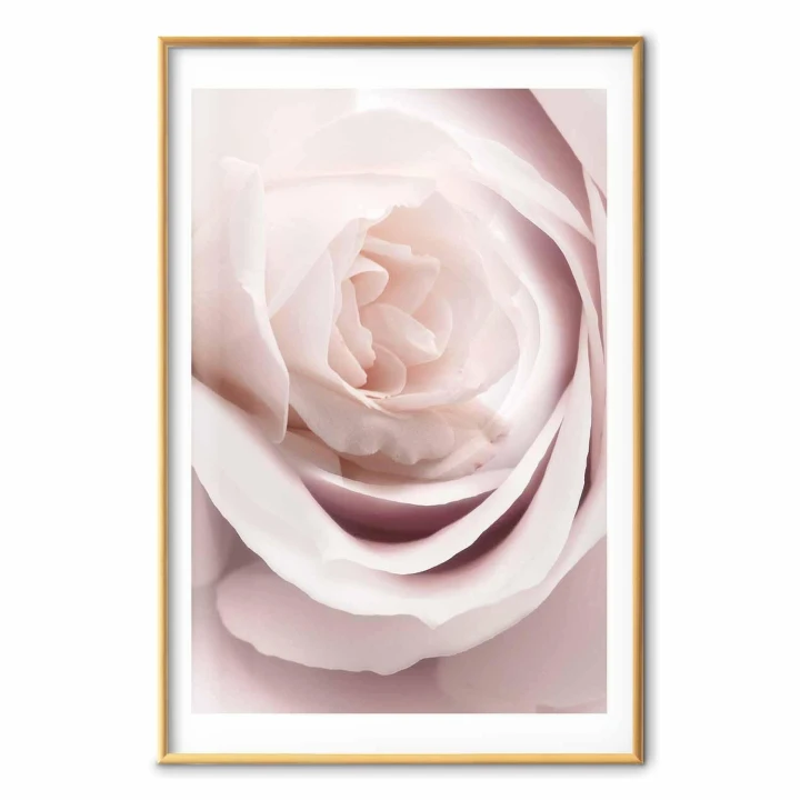 Plakat - Porcelanowa róża