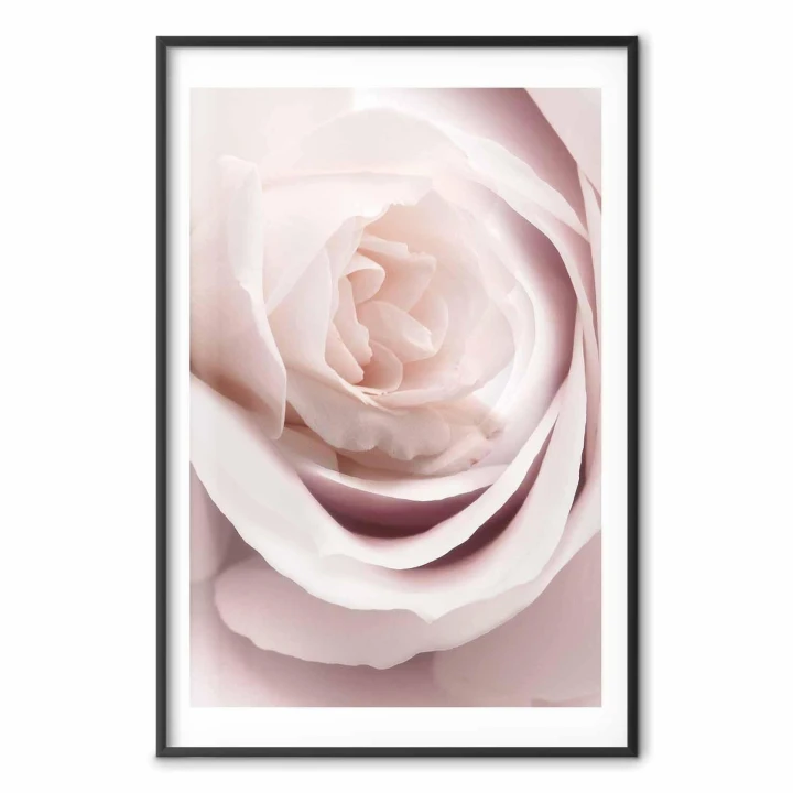 Plakat - Porcelanowa róża