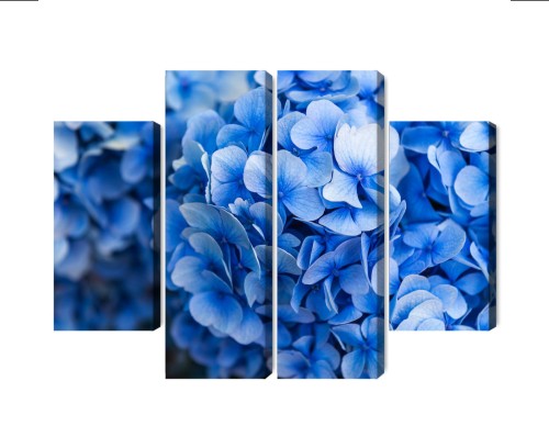 Obraz Wieloczęściowy Kwiaty Niebieskiej Hortensji Z Bliska