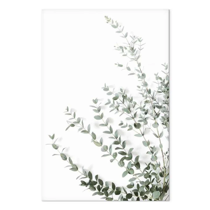 Obraz - Eukaliptus Parvifolia (1-częściowy) pionowy