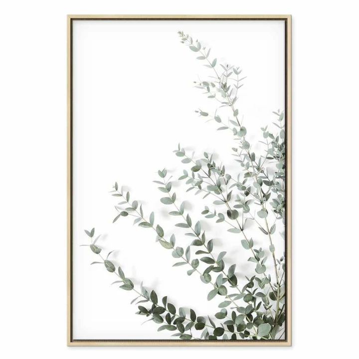 Obraz - Eukaliptus Parvifolia (1-częściowy) pionowy