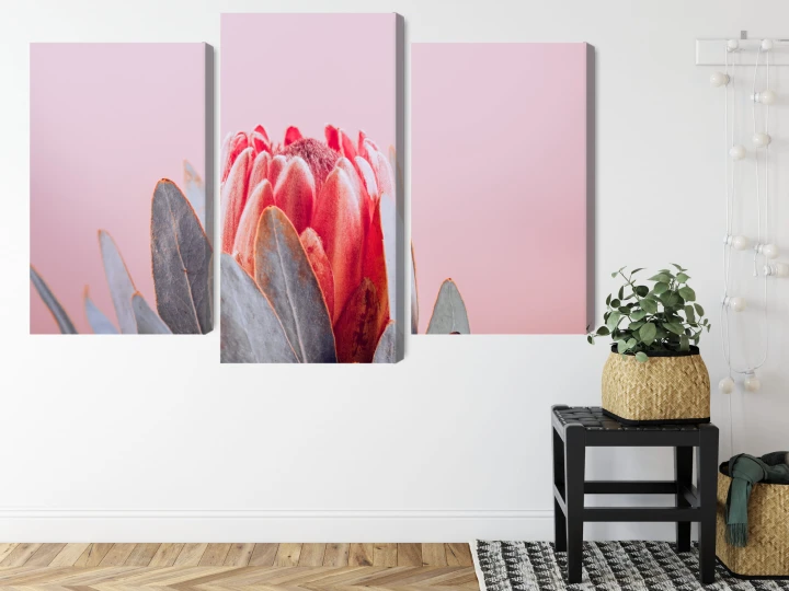 Obraz Wieloczęściowy Kwiat Królewskiej Protei Z Bliska