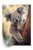 Plakat Koala Na Rozmytym Tle