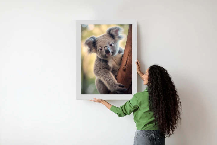 Plakat Koala Na Rozmytym Tle
