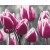 Obraz do samodzielnego malowania - Pole tulipanów