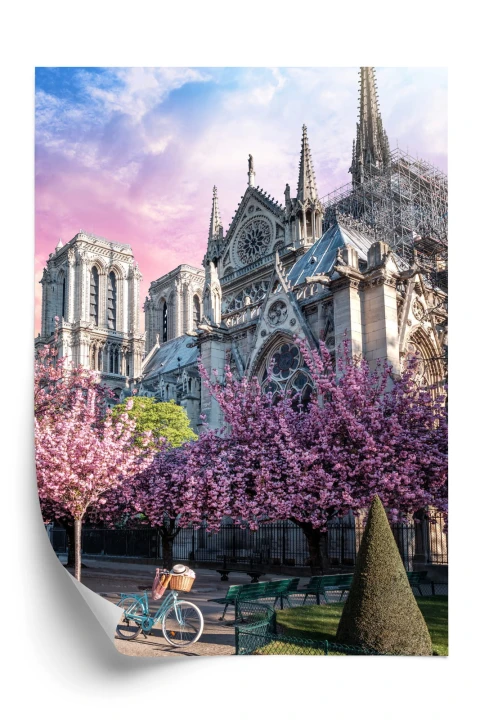 Plakat Katedra Notre Dame De Paris O Wschodzie Słońca I Kwitnące Wiśnie