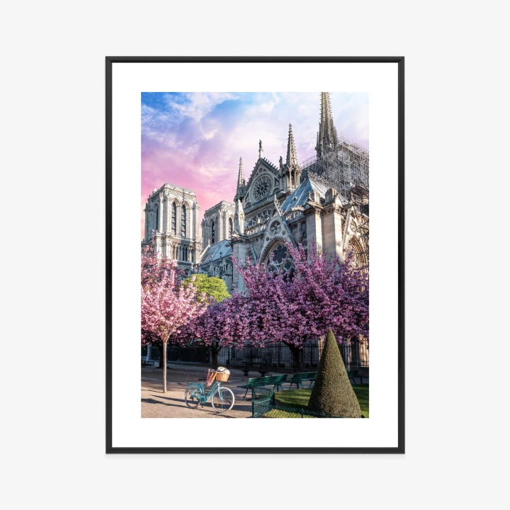Plakat Katedra Notre Dame De Paris O Wschodzie Słońca I Kwitnące Wiśnie