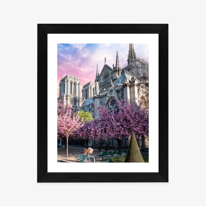 Plakat Katedra Notre Dame De Paris O Wschodzie Słońca I Kwitnące Wiśnie