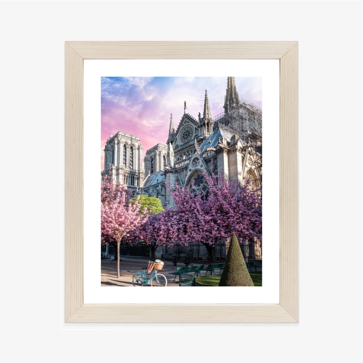 Plakat Katedra Notre Dame De Paris O Wschodzie Słońca I Kwitnące Wiśnie