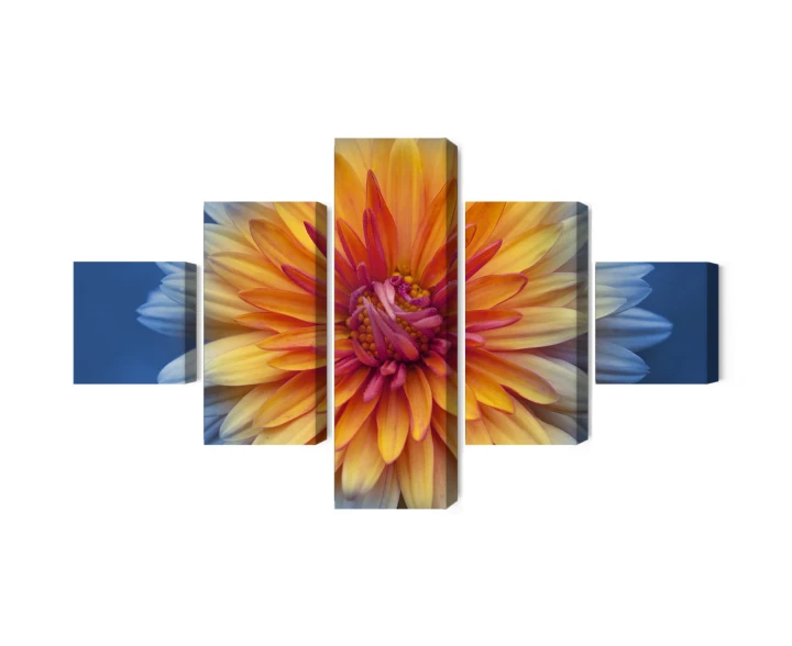 Obraz Wieloczęściowy Kwiat Chryzantemy Z Bliska 3D