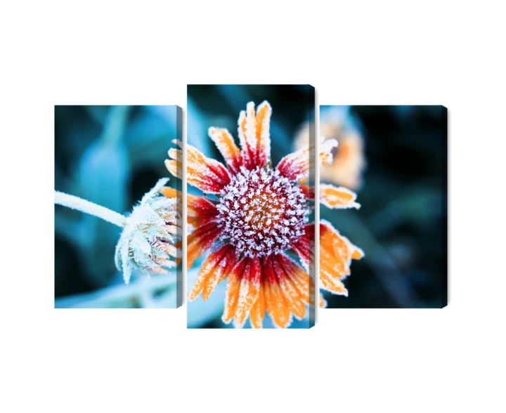 Obraz Wieloczęściowy Kwiaty Rudbeckia Pokryte Szronem