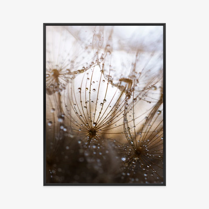 Plakat Dmuchawiec Z Kroplami Rosy